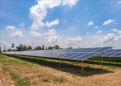 Lợi ích kép của điện mặt trời trong sản xuất nông nghiệp tại Kiên Giang