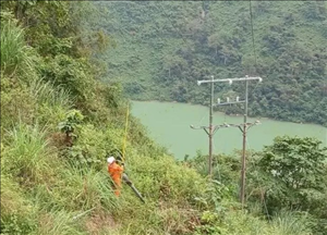 PC Hà Giang: Quyết tâm làm sạch hành lang lưới điện