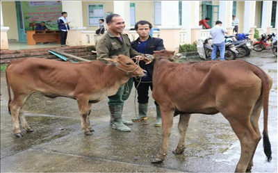 Công ty Thủy điện Sông Bung trao tặng 30 con bò giống cho hộ nghèo tại tỉnh Quảng Nam