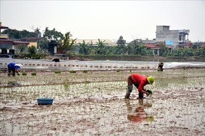 Trên 84% diện tích gieo cấy các tỉnh Trung du và Đồng bằng Bắc Bộ đã có nước đổ ải
