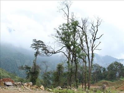 EVN to replant nearly 13,000 hectares of forests