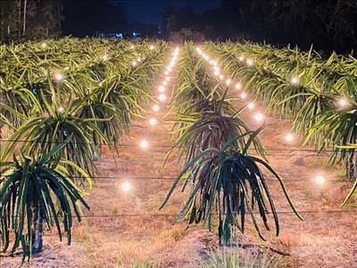 Reduce electricity consumption by 70% by using compact lights for off-season dragon fruit production