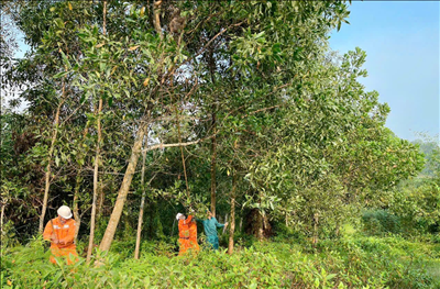 Điện lực Hương Sơn (Hà Tĩnh) phối hợp cùng chính quyền địa phương ra quân phát quang hành lang lưới điện