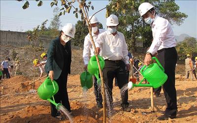 Nationwide response to tree planting festivals