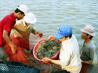 Bac Lieu promotes use of renewable energy in shrimp farming