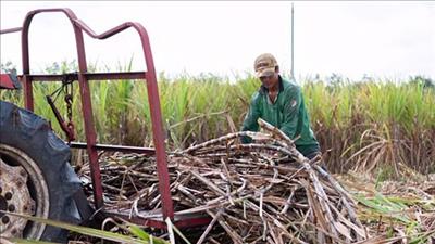 PM approves mechanism to accelerate biomass power projects