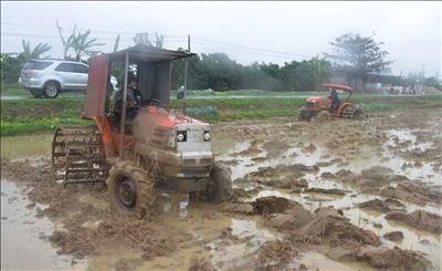 Gần 20% diện tích gieo cấy các tỉnh Trung du và Đồng bằng Bắc Bộ đã có nước đổ ải