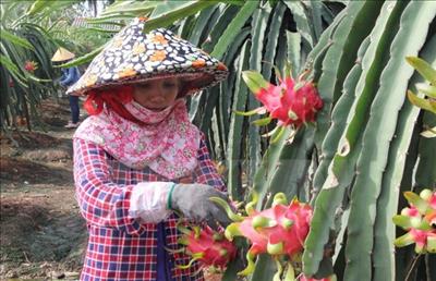 Dragon fruit farmers supported with energy-saving lights